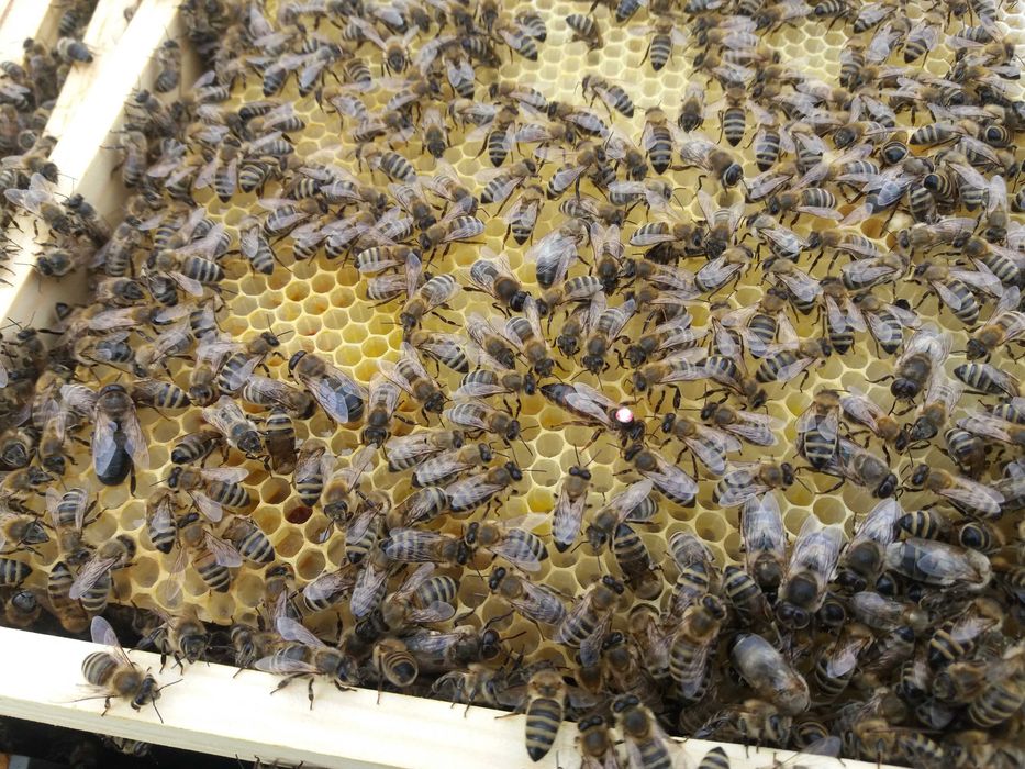 Pierzga Pszczela w miodzie z własnej pasieki 400g