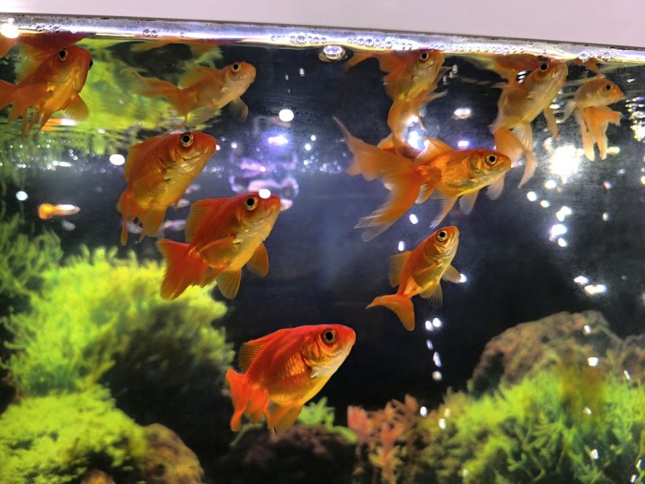 Sprzedam/zamienię welonki