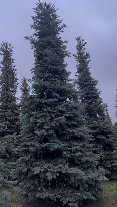 Ель голубая Днепр