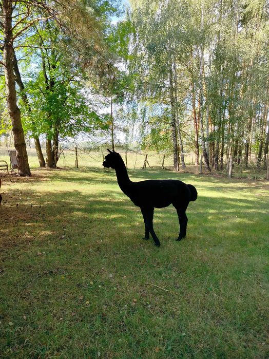 Sprzedam młodego samca alpakę