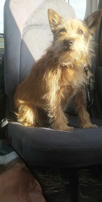 KORI terrier szuka domu