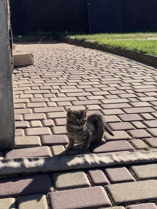 Віддам кошенят в добрі руки