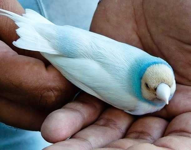 Diamantes gold, tricolores