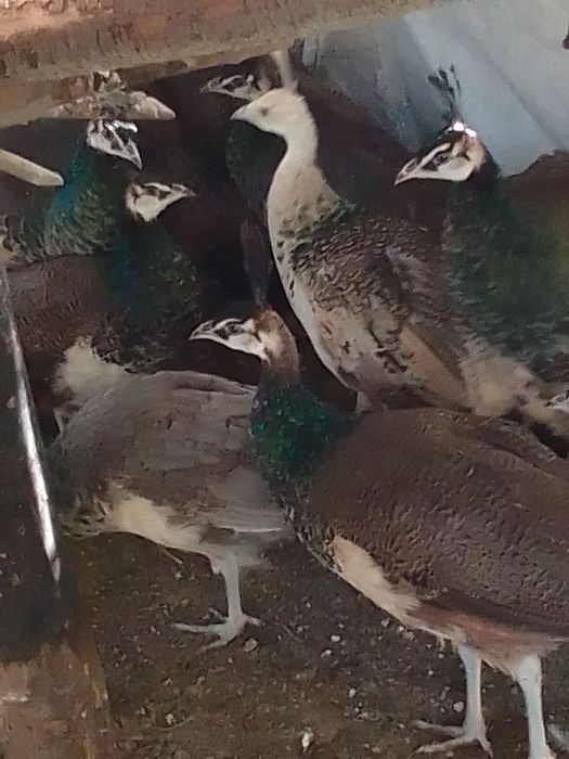 Sprzedam pawie niebieskie