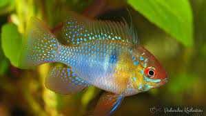 GB Pielęgniczka Ramireza Standard