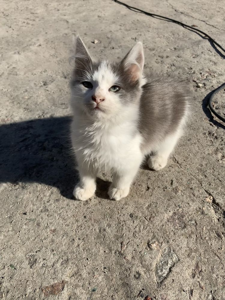 Віддам кошенят вуличні