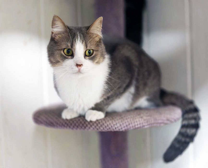 Лагідна кицюня Доллі 1рік шукає дім! кішка, сріблясто-біла, кошеня кіт