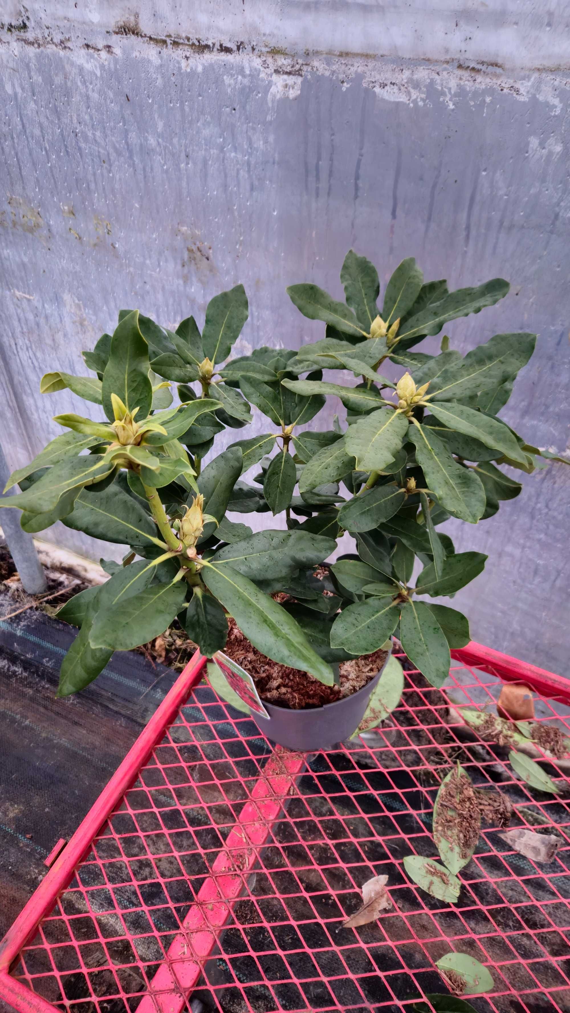 Rododendron 50-60 cm w donicy 4 litrowej