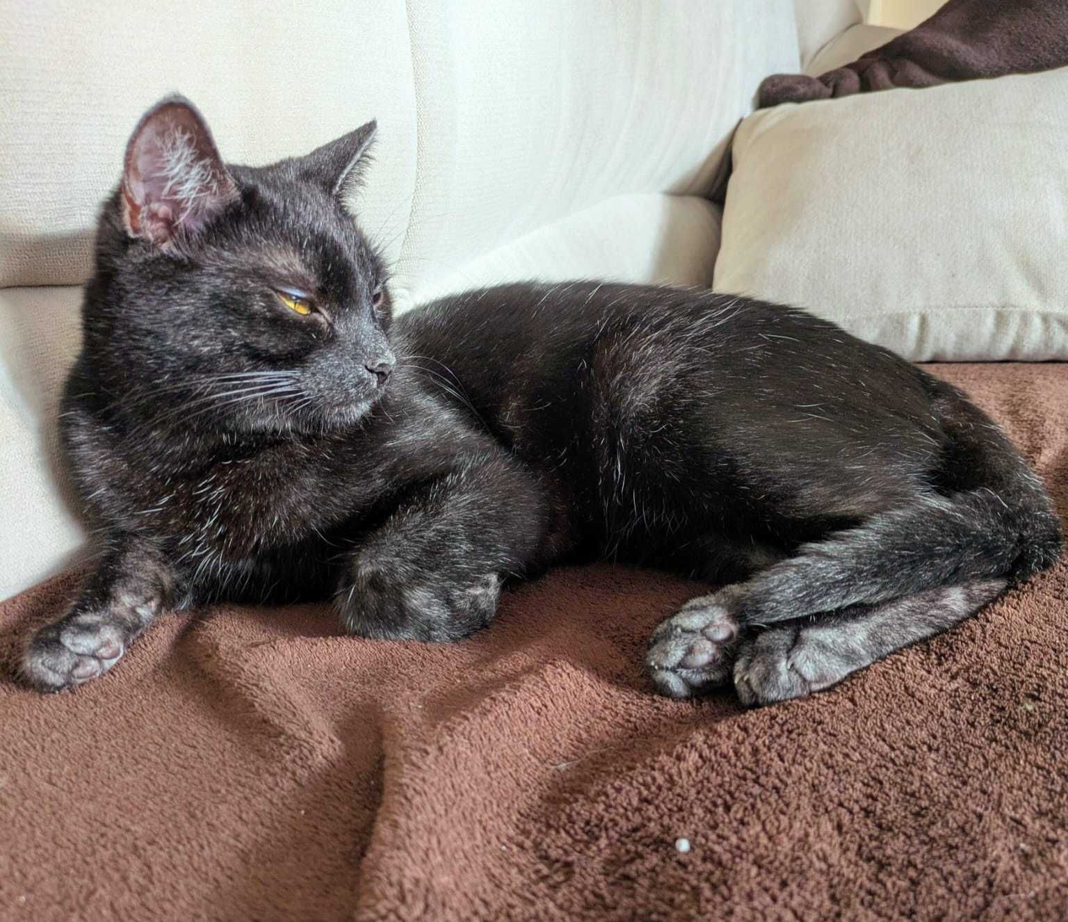 Około roczny kocurek Szafir do adopcji!