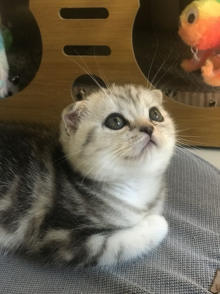 Котик шотландский 1,5 месяца