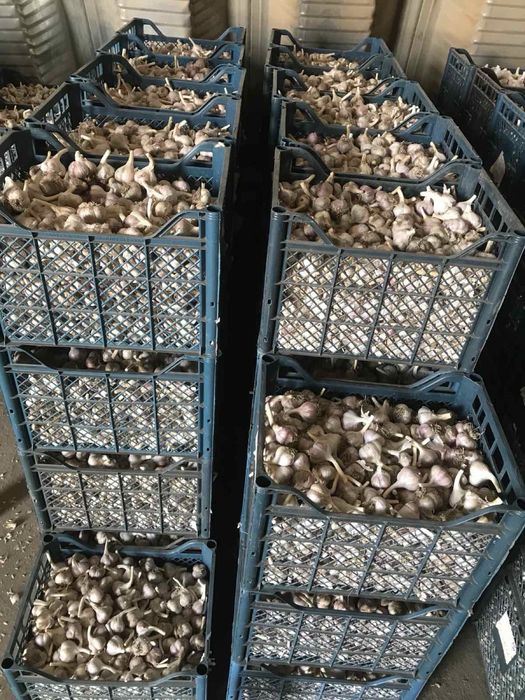 Посадковий Часник озимий Любаша, калібрований 2025 року –  роздріб