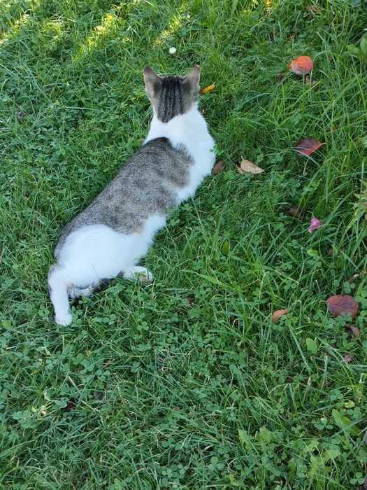 Koteczka roczna z działki