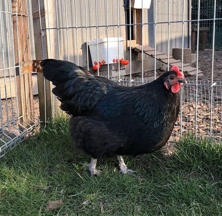 Silki, Australorp, Karzełek kochin
