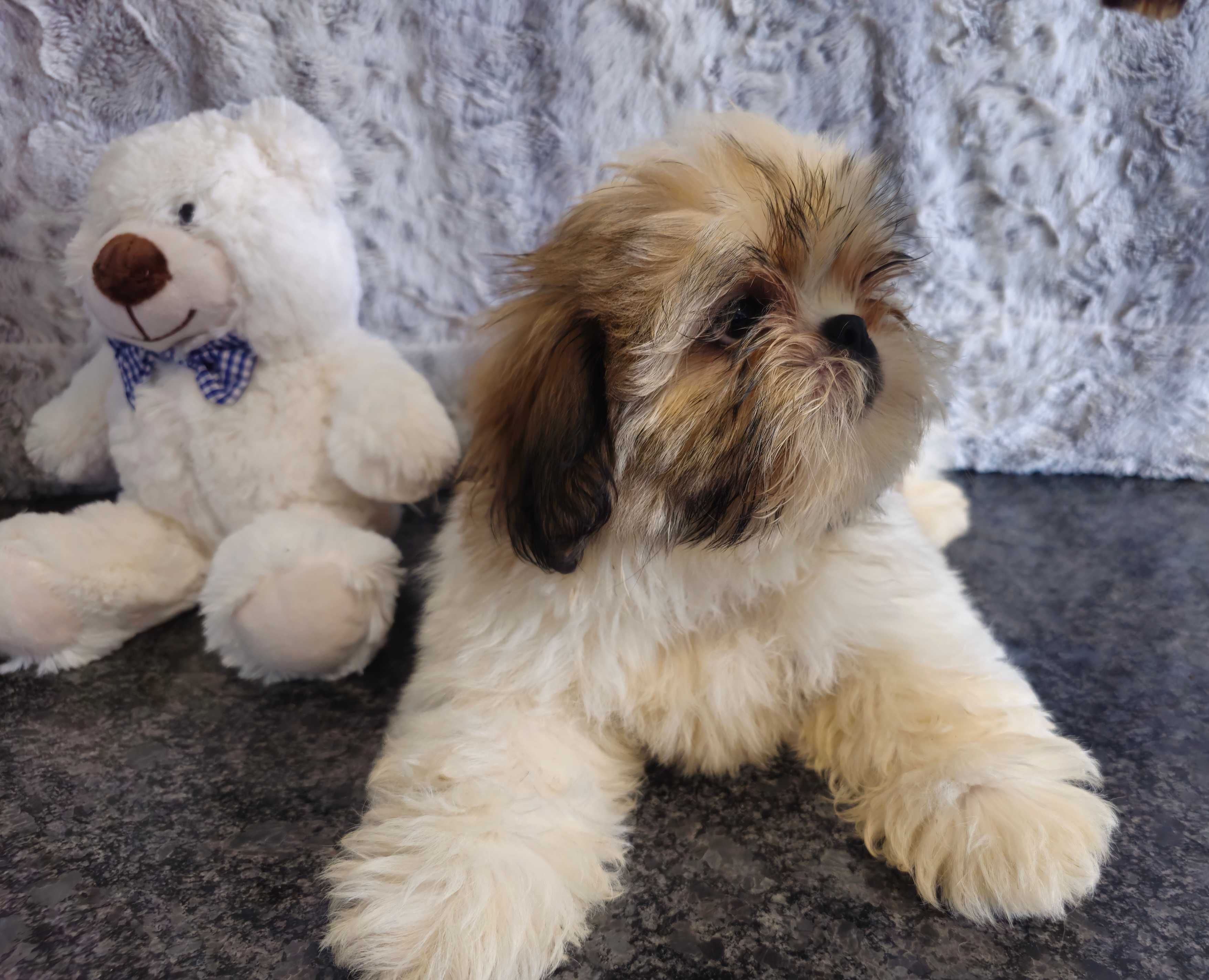 Shih Tzu puchaty piesek z rodowodem SWKIPR