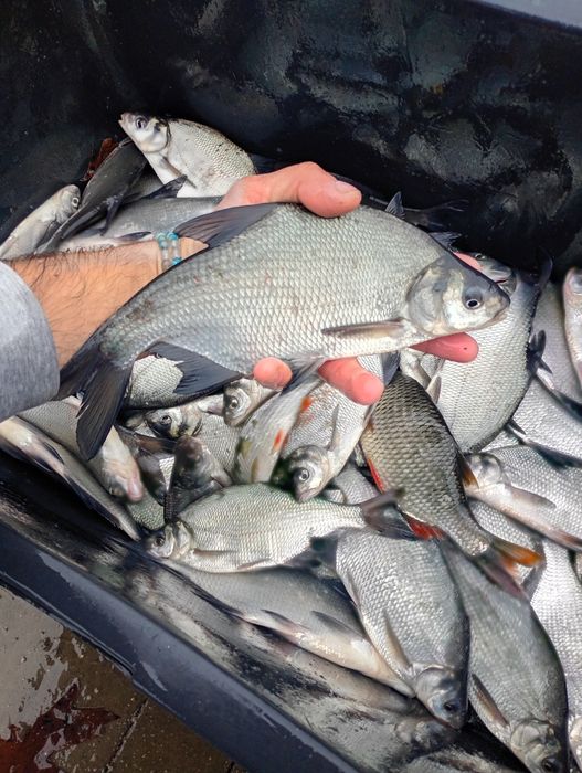 Leszcz 30 cm . Sandacz , Miętus , Szczupak .