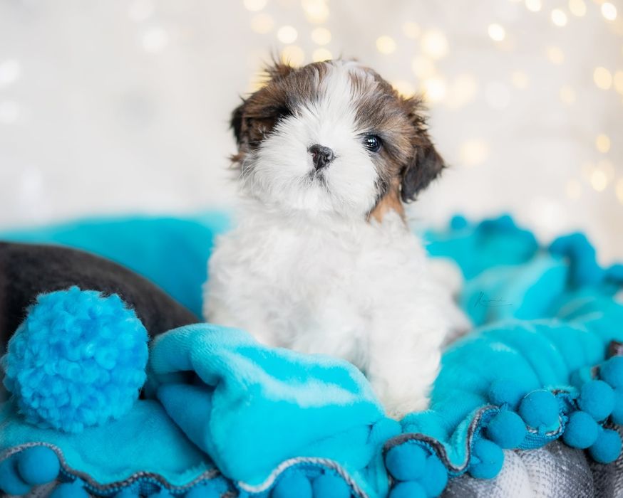 Shih- tzu piesek Zkwp FCI