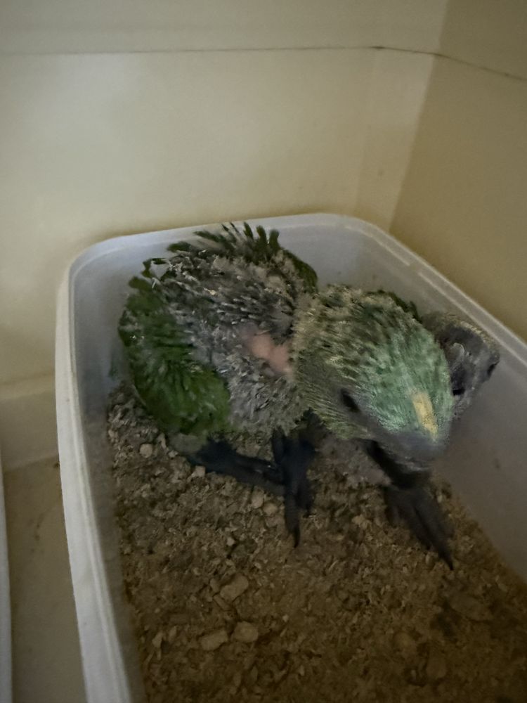Papagaio Auropaliata Auropaliata