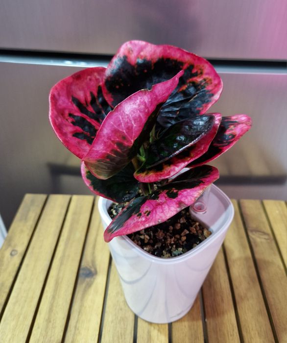 Кротон Settle phon Ihan,  Pink Lady з домашньої колекції