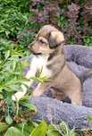 Cudowne szczeniaki do adopcji