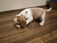Beagle hodowlany bicolor