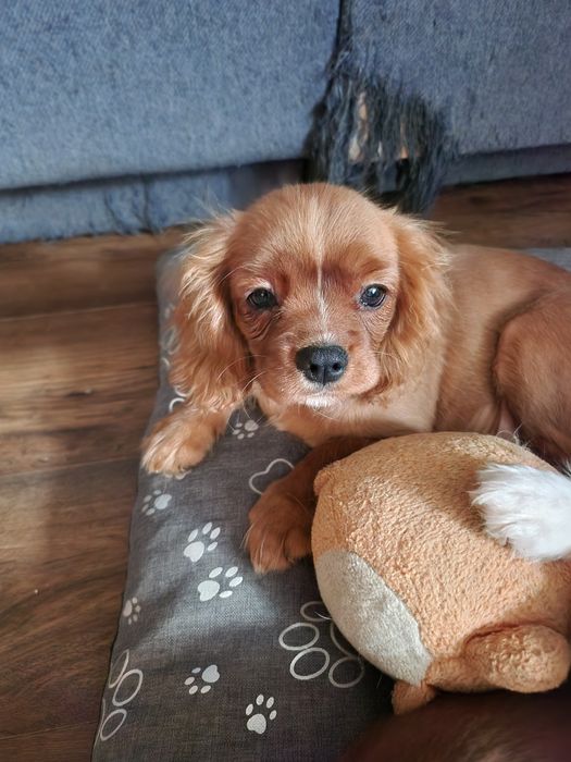 Cavalier king charles spaniel