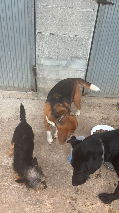 Cuidados Profissionais para o Seu Patudo