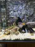 Pseudotropheus sp. "elongatus mpanga