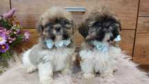 SHIH -TZU rodowodowy piesek