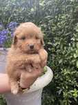 Pomapoo suczka hybryda pomeranian/pudel