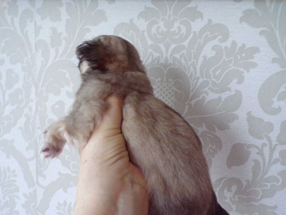 Sliczna suczka z rodowodem z genem niebieskim