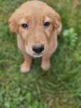 Golden retriever pies szczeniak