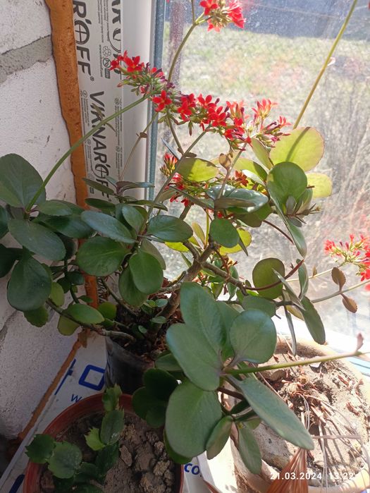 продам бальзамин хавортия фуксия алое  каланхое