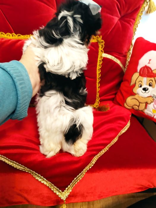 Śliczna suczka z metryką ZKwP Biewer Yorkshire terrier.