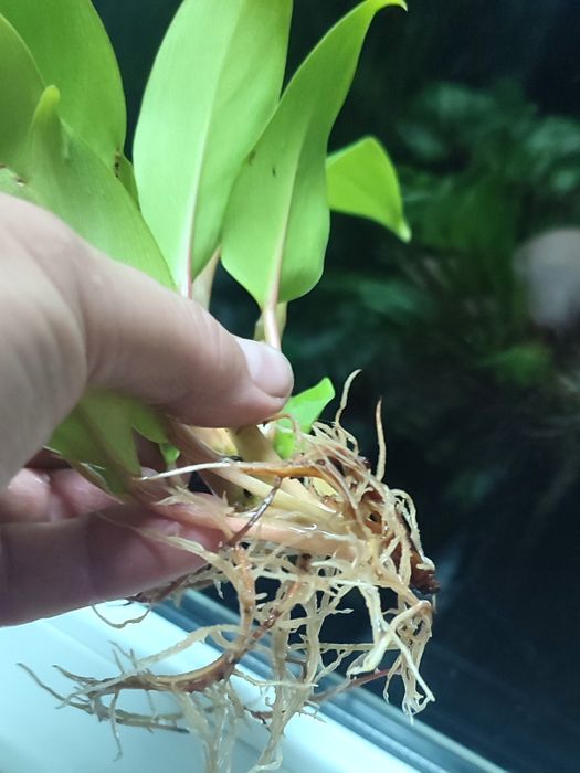 Филодендрон лимонный, комнатный цветок, комнатное растение