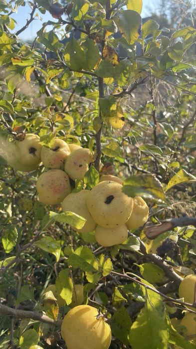 Sprzedam owoce pigwowca japońskiego pigwa