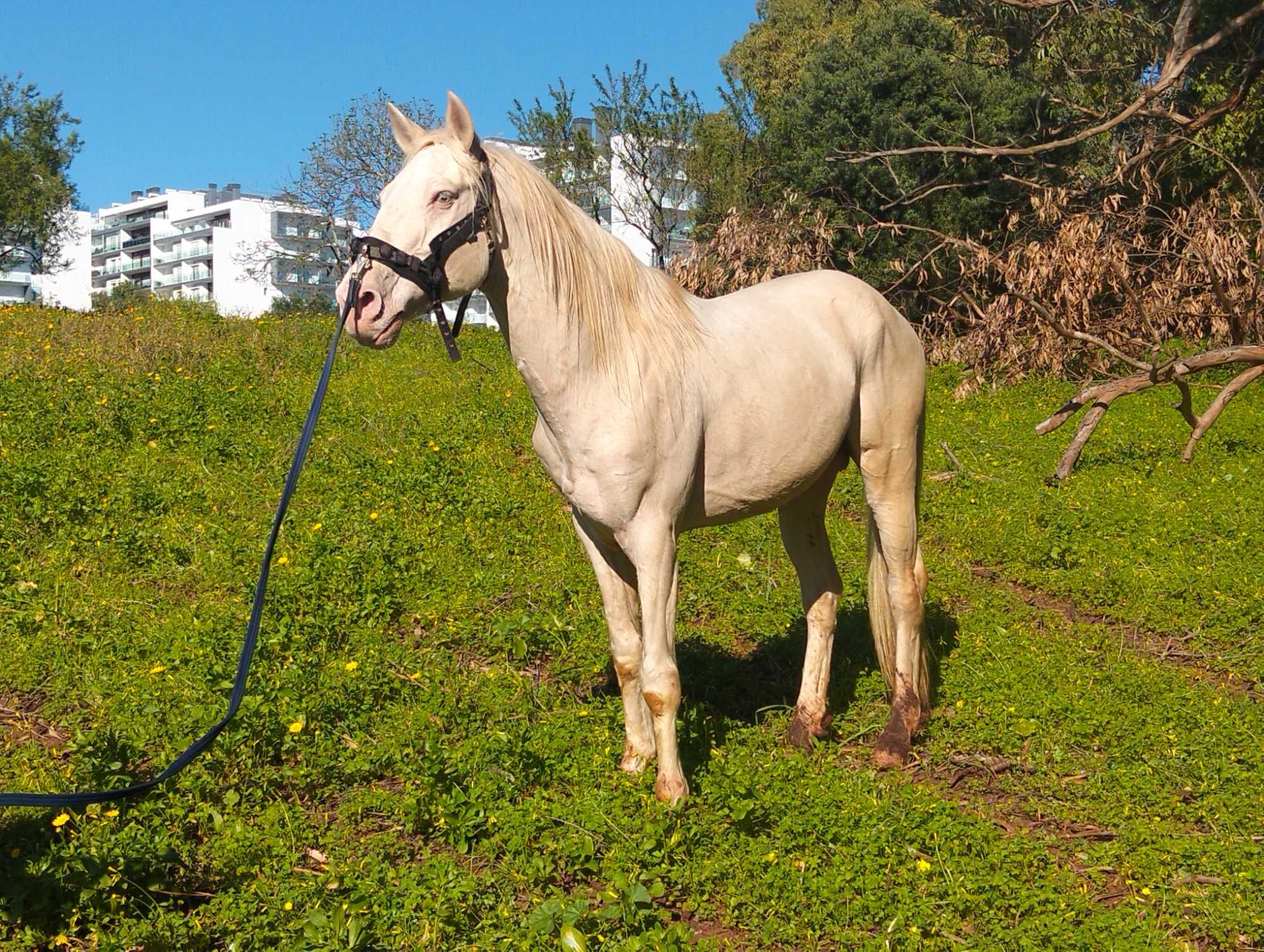 Cavalo Isabel com 14 anos