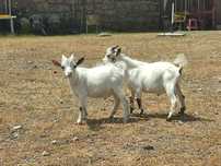 Cabras Anas - Cabritos 3 e 6 meses