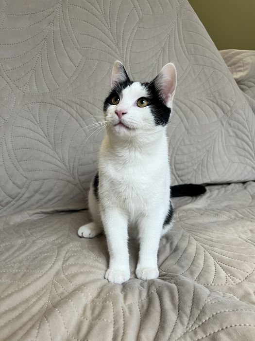 Cudowny Alvinek szuka domku