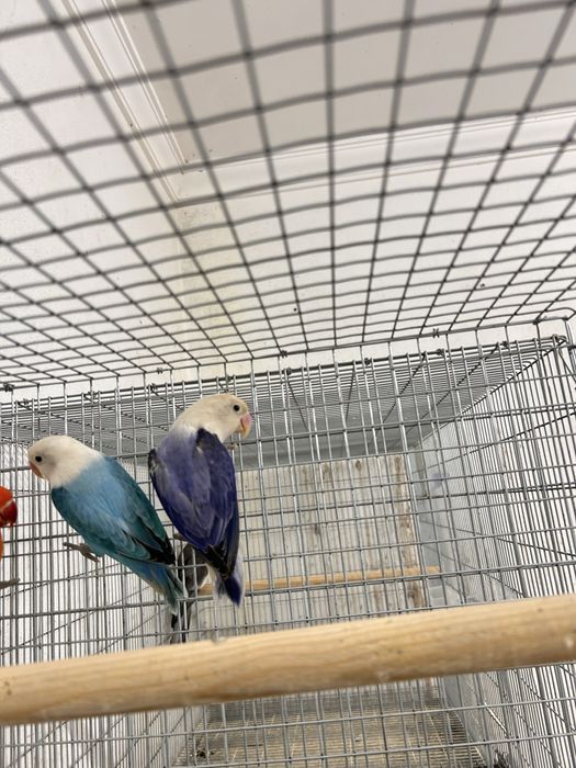 Varios agapornis fischers opalinos