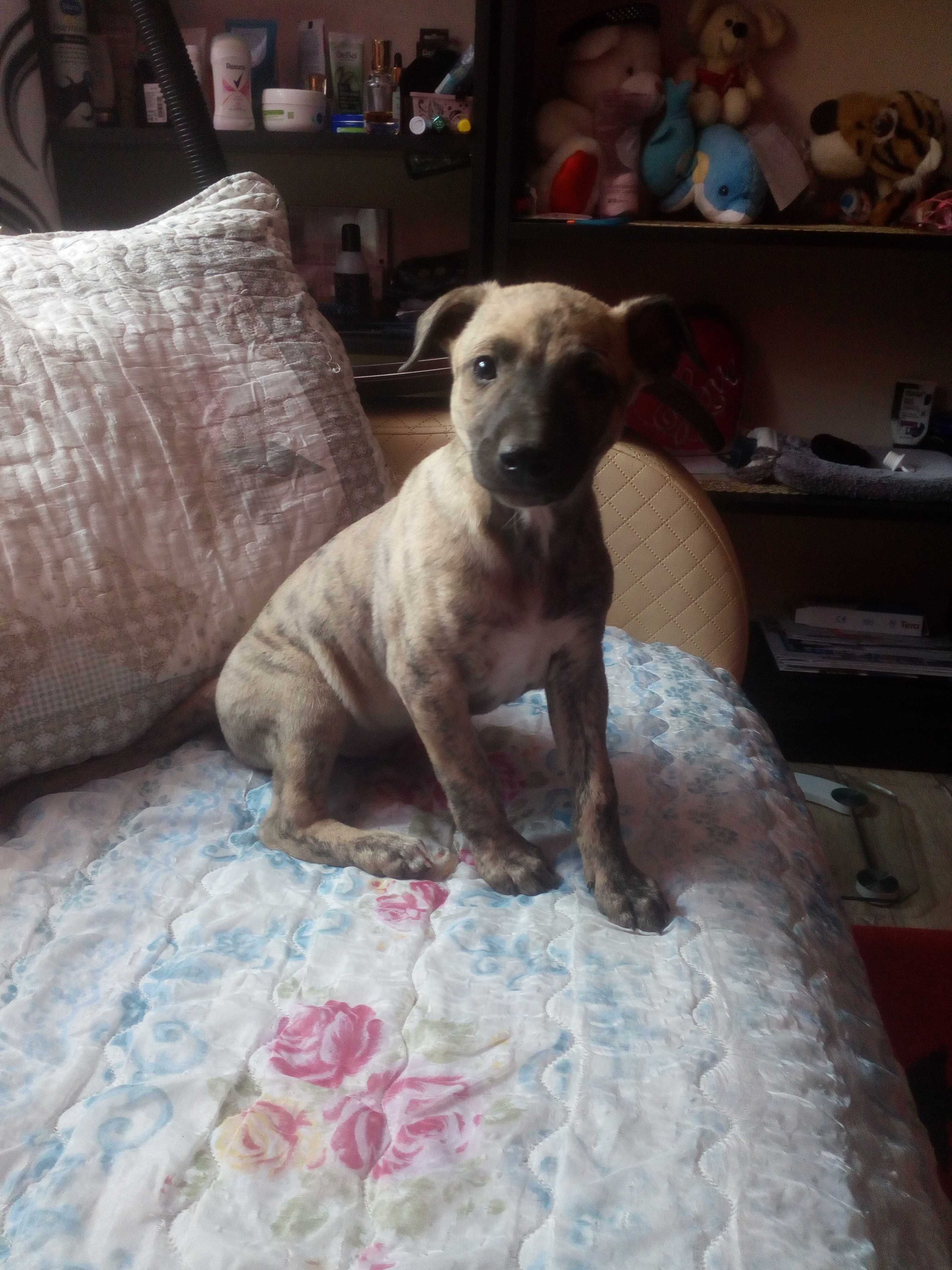 Chart Angielski Whippet   piesek