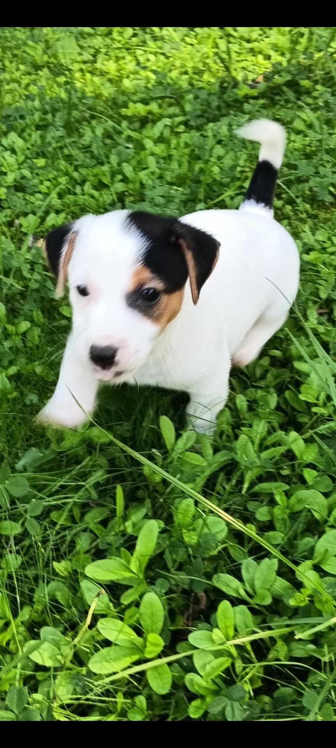 Jack russell terrier suczka nr 1 Stary sącz