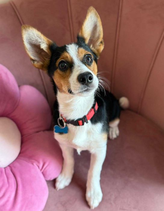 Mała Debra do adopcji!