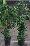 Duże bluszcze 200-250cm Hedera Helix