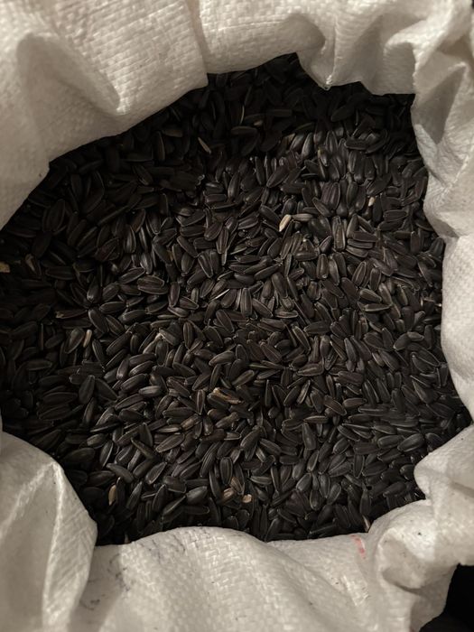 Гарбузова семічка.Голосимянка.Семіка подсолнуха.Шиповнік