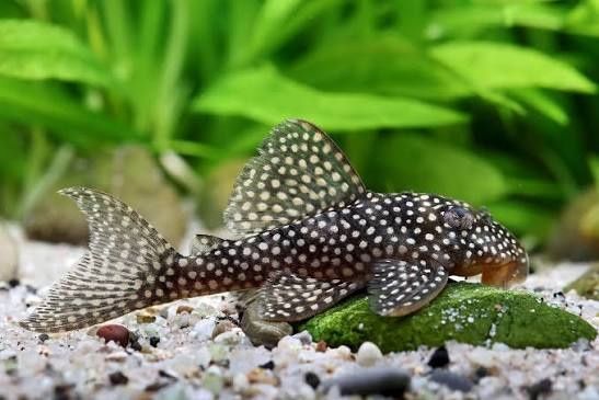 Glonojad L136 zbrojnik