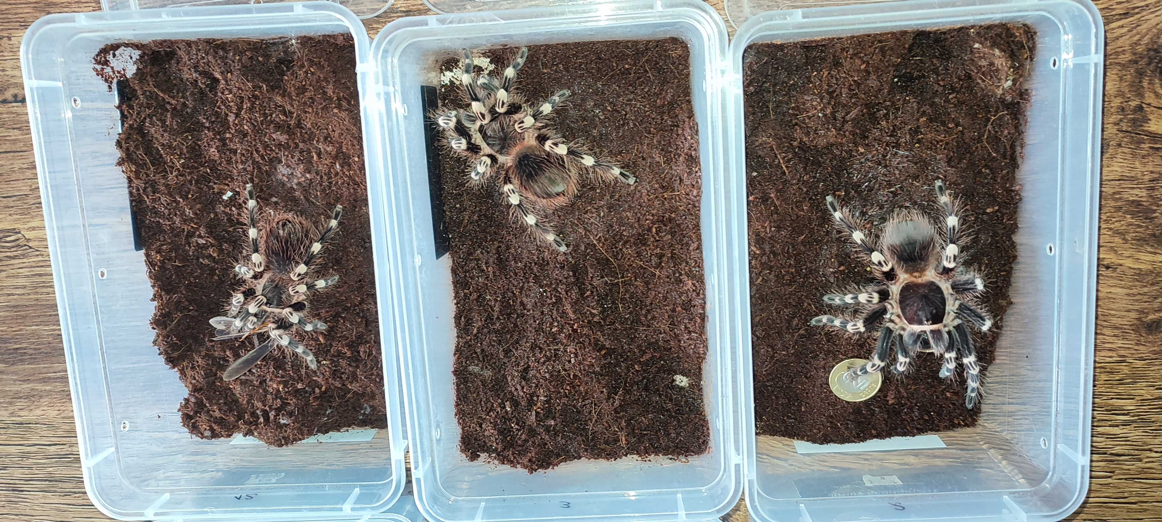 Duże samice Acanthoscurria geniculata ok 5 dc
