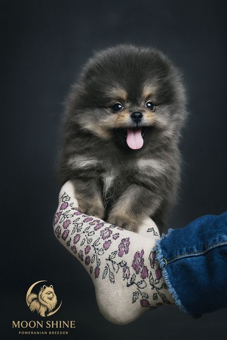 Szpic miniaturowy pomeranian samiec xxs unikat blue and tan