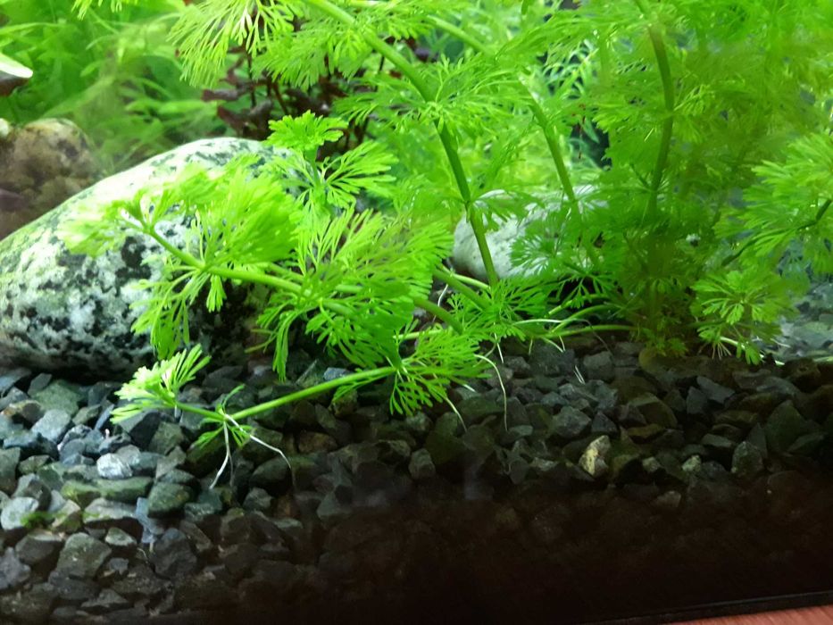 Roślina akwariowa Limnophila Sessiliflora