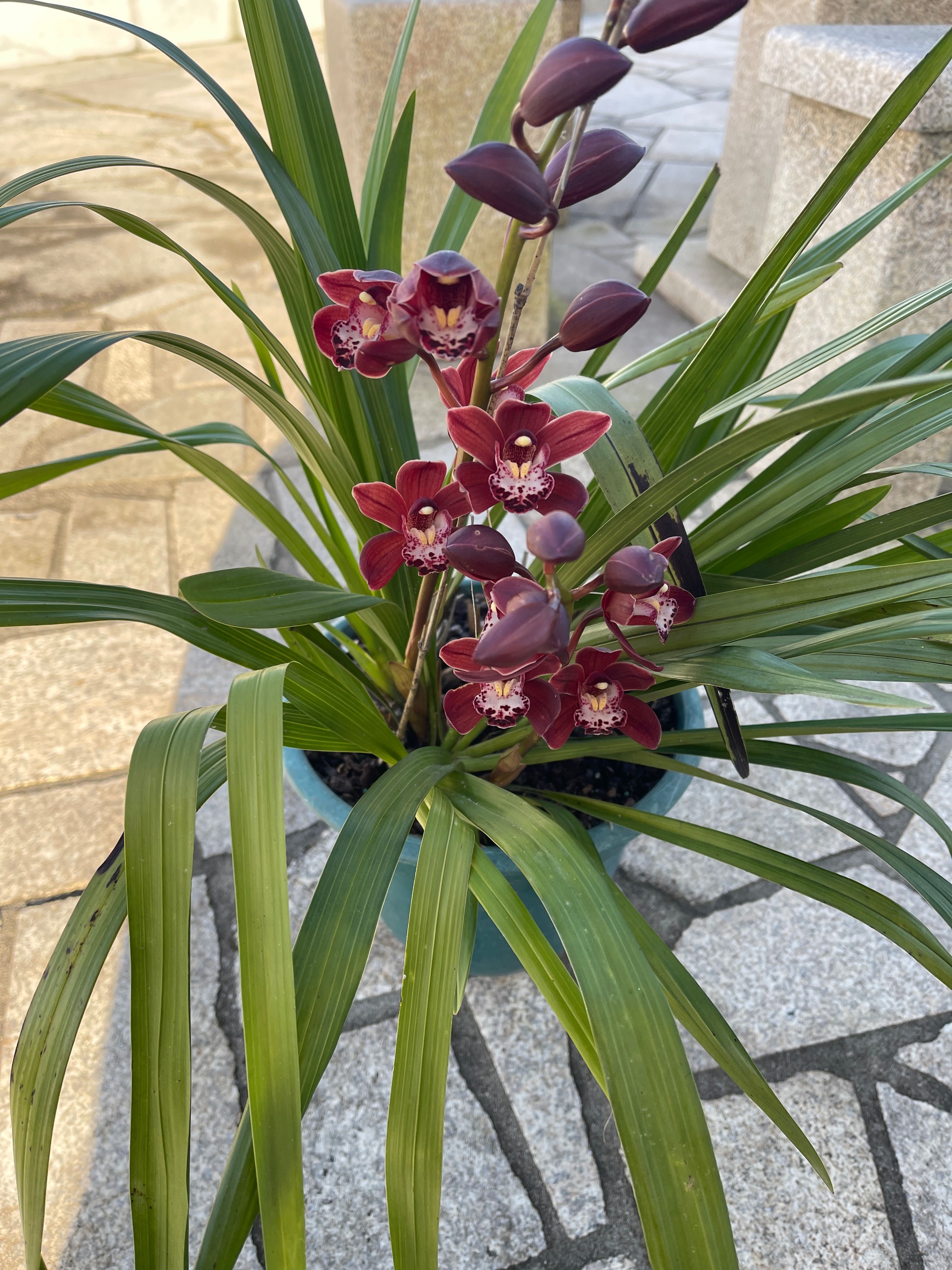 Orquídeas para venda varias cores