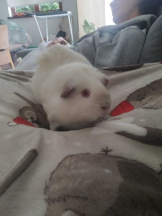 Oddam świnke w dobre ręce